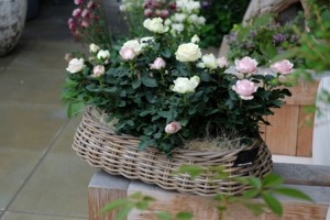 インフィニティ