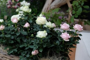 インフィニティ２